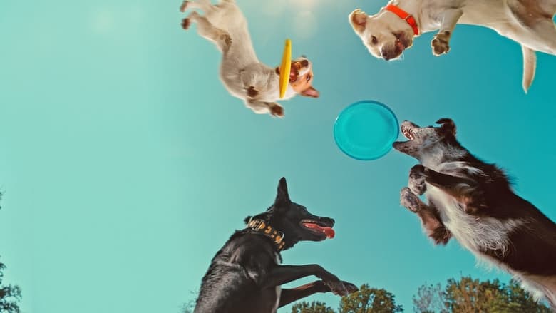 En la mente de un perro